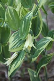 Uvularia Perfoliata Jingle Bells Plants Shade Loving Perennials Shade Perennials