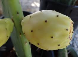 Prickly pear cactus — or also known as nopal, opuntia and other names — is promoted for treating diabetes, high cholesterol, obesity and hangovers. Cheap Pear Cactus Find Pear Cactus Deals On Line At Alibaba Com