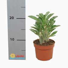 Image result for Pachypodium saundersii