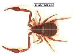 Stoppages and/or collapse of water, drain, or gas lines caused by roots or foreign objects; Bugs In The Bathroom News