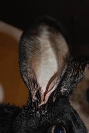 Image result for scabies rabbits ears