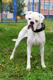 White Boxer Dog With Eyes Of Different Color In A Park Stock Photo Picture And Royalty Free Image Image 84109258