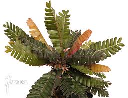 Image result for Biophytum