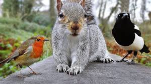 Bird Videos For Cats To Watch Online Videos For Cats To Watch Birds And Squirrel Fun In December Cat Gif Cute Little Animals Bird Quotes