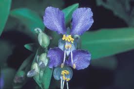 Image result for Commelina schweinfurthii