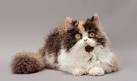 Selkirk Rex Cat Breeders: Fanciers Breeder Referral List