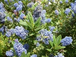 Check spelling or type a new query. Ceanothus Concha Concha California Lilac Plantmaster
