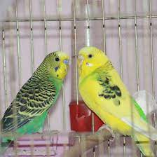 bingol satilik muhabbet kusu home facebook