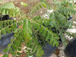 Update kondisi strawberry yang layu setelah diganti media tanam | update tanaman strawberry. 10 Tanaman Herba Dapur Yang Berguna Untuk Masakan Nak Masak Petik Jer Blog Santai Santai Jerr