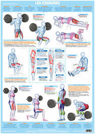 Leg Muscles Weight Training And Body Building Poster