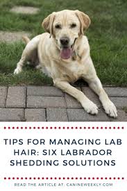 Do Labs Shed A Lot Labrador Retriever Shedding Guide 2019 Labrador Shedding Labrador Care Labrador