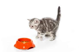 Rachael ray nutrish natural dry cat food contains a suitable mix of proteins, carbohydrates and other necessary nutrients that do not contain any harmful substances that can affect the pet's health adversely. Rachael Ray Cat Food Reviews In 2021 Goodcatlife
