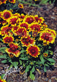 There is no guarantee that any of the plants listed will remain free from. Jelitto Perennial Seed Gaillardia Aristata Arizona Sun Portion S