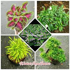 Salah satu tanaman yang bisa distek dari daun adalah bunga puring. Jual Tanaman Hias Daun Dan Bunga Mini Paket Hemat Di Lapak Wahid Jaya Lancar Bukalapak