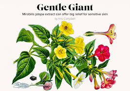 Image result for Mirabilis jalapa