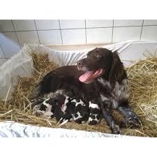 Image result for Malý münsterlandský ohař