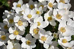 Click To View A Full Size Photo Of Windflower Anemone Sylvestris At Bedner S Farm Greenhouse