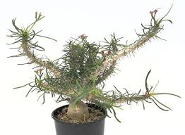 Image result for Euphorbia didiereoides