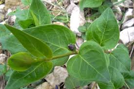 Image result for Vinca major