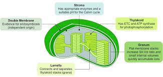 Chloroplast Bioninja Chemical Energy Biology Plants Biochemistry