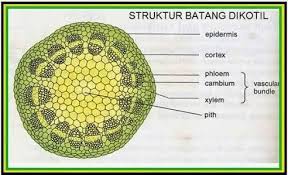 Gambar batang dikotil dan monokotil. Perbedaan Berkas Pengangkut Pada Batang Monokotil Dengan Dikotil Adalah Brainly Co Id