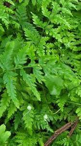 Image result for Pityrogramma