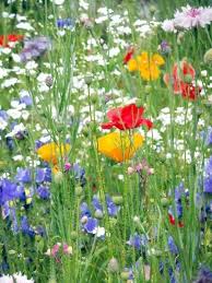 Wildblumenwiese Aus Liebe Zur Natur Wildblumenwiese Blumen Wiese Wildblumen