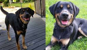 Due to its nature these fun loving dogs have the energy of a labrador and the stamina of a rottweiler. All About The Sweet Handsome Rottweiler Lab Mix