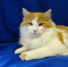 Adopt Repeat On Petfinder Orange And White Cat White Cats Long Haired Cats