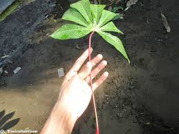 Seperti apa gambar contoh daun menjari pada tumbuhan yang ada di sekitar kita contoh daun menjari yang paling mudah kita temukan misalnya pada daun singkong. Kalung Dari Tangkai Daun Singkong Nasirullah Sitam