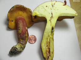 Image result for Boletus projectelloides