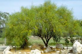 Shade tolerant plants do well in the following conditions: Super Drought Tolerant Plants Gardening Solutions University Of Florida Institute Of Food And Agricultural Sciences