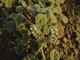 Image result for Heliotropium supinum