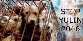 We did not find results for: China The Festival Of Yulin Loves Dog Meat Laquotidienne Fr