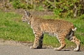 Just Saw A Bobcat On My Back Fence I Live In Issaquah Washington And While They Are Fairly Common In Our Neck Of The Woods Th Wild Cats Animals Animal Planet