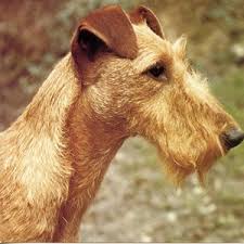 Image result for irský teriér