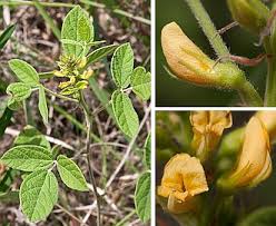 Image result for Rhynchosia