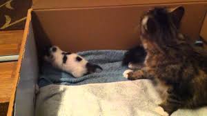 The first one is the 'human conversationalist' where a person talks to the cat and the cat meows back. 10 Common Cat Noises And What They Mean