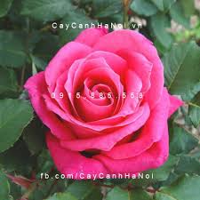 Kết quả hình ảnh cho hình ảnh hoa hồng