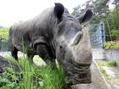 国内最高齢 盛岡の動物園、シロサイのサイカ死ぬ：朝日新聞デジタル