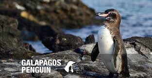 Basic facts about galápagos penguin: Galapagos Big15 Galapagos Penguin