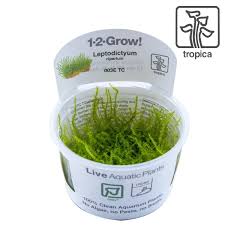 Image result for Parapodium costatum