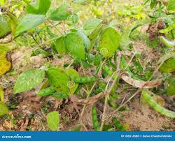 Image result for Macrotyloma uniflorum