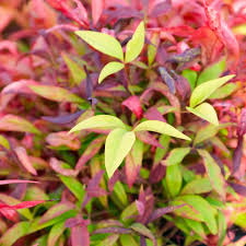 The compact shape is ideal for use around. Buy Nandina Pygmaea Online Southern Woods