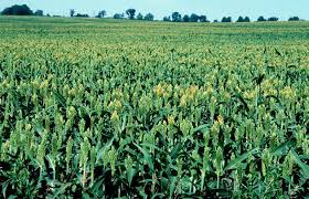 Image result for Sorghum bicolor