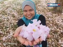 Bunga bunga is a phrase of uncertain origin and various meanings that dates from 1910, and a name for an area of australia dating from 1852. Fenomena Bunga Sakura Di Malaysia