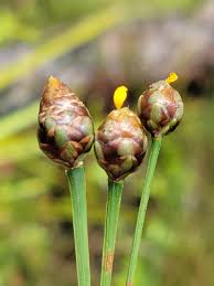 Image result for Xyridaceae