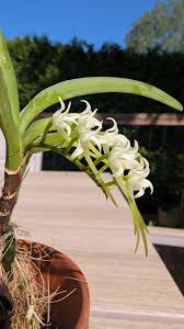 Image result for Cyrtorchis praetermissa