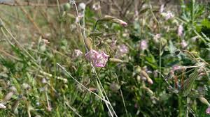 Image result for Silene burchellii