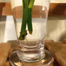 Pothos is a great plant to have around you can easily root pothos in water. Pothos Propagation Is So Damn Intriguing To Me Indoorgarden